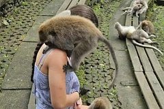 Агрессивная обезьяна на Бали бросилась на туристку и укусила ее в шею