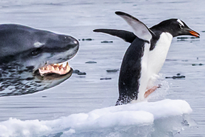 Агрессивная обезьяна на Бали бросилась на туристку и укусила ее в шею