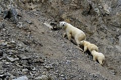 Блогер описал жизнь людей в поселке на краю России фразой «делят быт с медведями»