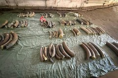 Двое мужчин пытались вывезти из России в Китай тонну бивней мамонтов Двое мужчин пытались вывезти из России в Китай тонну бивней мамонтов