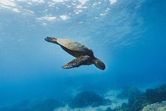 Россиян на отдыхе в Турции укусило морское животное Россиян на отдыхе в Турции укусило морское животное