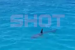 Россияне стали свидетелями нашествия акул в Шарм-эш-Шейхе Россияне стали свидетелями нашествия акул в Шарм-эш-Шейхе