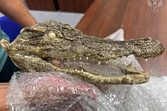 Россиянин привез из Вьетнама голову крокодила и попался таможенникам в аэропорту