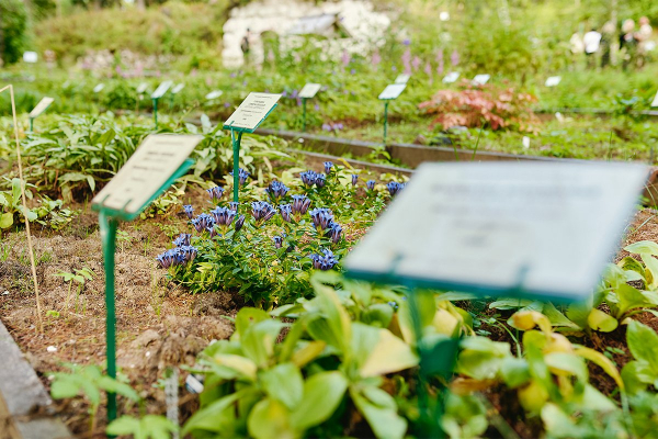 Север помнит. Почему поездка на Соловецкие острова может стать одной из самых незабываемых в жизни?