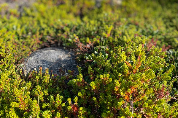Север помнит. Почему поездка на Соловецкие острова может стать одной из самых незабываемых в жизни?