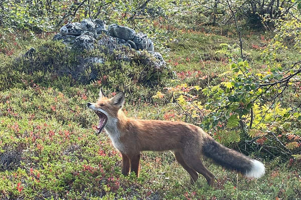 Север помнит. Почему поездка на Соловецкие острова может стать одной из самых незабываемых в жизни?