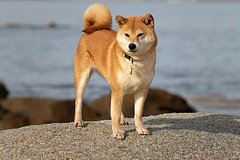 В Омске женщина спустя почти три года нашла свою пропавшую собаку В Омске женщина спустя почти три года нашла свою пропавшую собаку