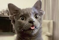 В Омске женщина спустя почти три года нашла свою пропавшую собаку В Омске женщина спустя почти три года нашла свою пропавшую собаку