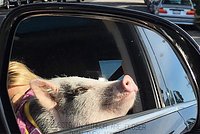 В Омске женщина спустя почти три года нашла свою пропавшую собаку В Омске женщина спустя почти три года нашла свою пропавшую собаку